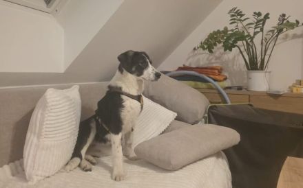 Tash sucht ein freies Körbchen