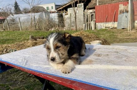 Zuhause gesucht für Sully
