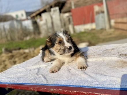 Zuhause gesucht für Sully