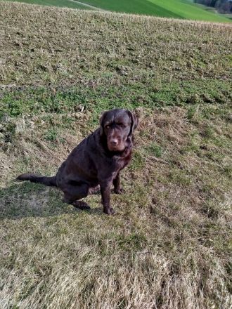 Labradoodle Deckrüde in Chocko