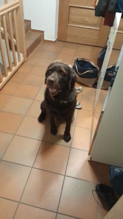 Labradoodle Deckrüde in Chocko