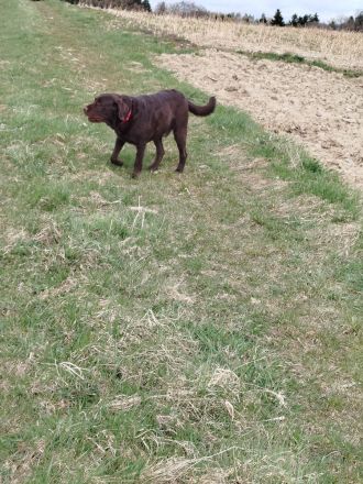 Labradoodle Deckrüde in Chocko