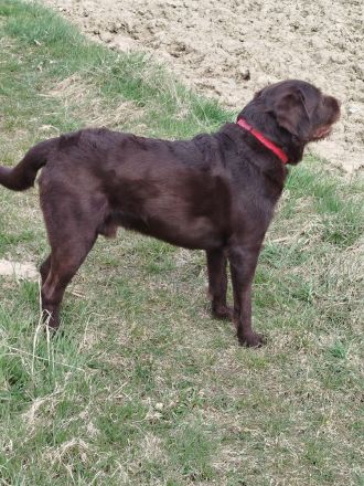 Labradoodle Deckrüde in Chocko
