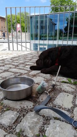 Labradoodle Deckrüde in Chocko