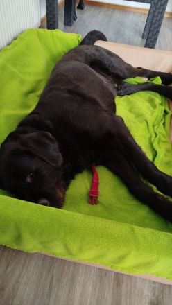 Labradoodle Deckrüde in Chocko