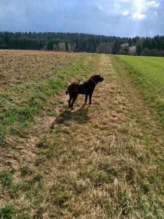 Labradoodle Deckrüde in Chocko