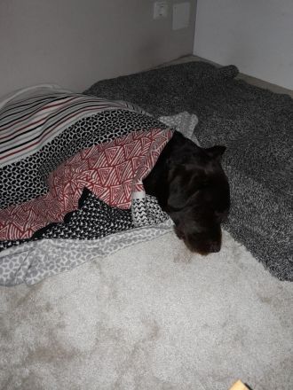 Labradoodle Deckrüde in Chocko