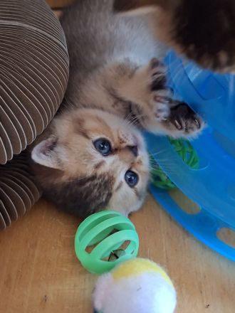 BKH Kitten mit Stammbaum Black golden shaded ticked Chocolate mackerel tabby Blue golden shaded