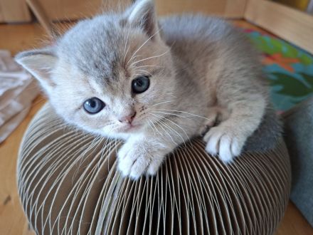 BKH Kitten mit Stammbaum Black golden shaded ticked Chocolate mackerel tabby Blue golden shaded