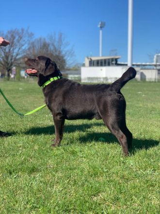 Labrador Retriever Rüde (LA CASA DE MARIA LUCAS)