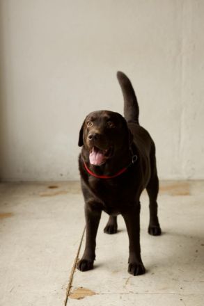 Labrador Retriever Rüde (LA CASA DE MARIA LUCAS)