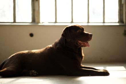 Labrador Retriever Rüde (LA CASA DE MARIA LUCAS)