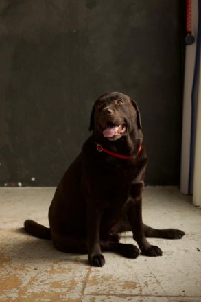 Labrador Retriever Rüde (LA CASA DE MARIA LUCAS)