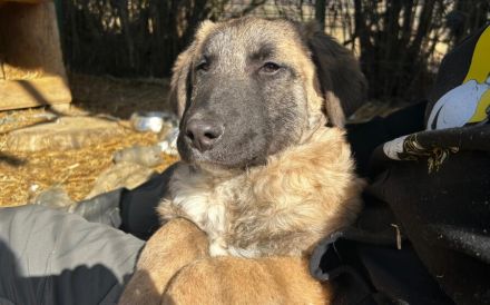 Benji sucht ein ruhiges Zuhause