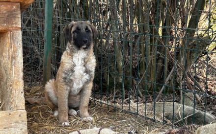 Benji sucht ein ruhiges Zuhause