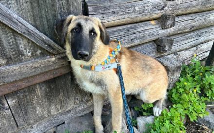 Benji sucht ein ruhiges Zuhause