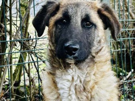 Benji sucht ein ruhiges Zuhause