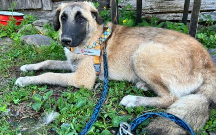 Benji sucht ein ruhiges Zuhause