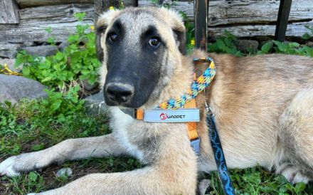 Benji sucht ein ruhiges Zuhause