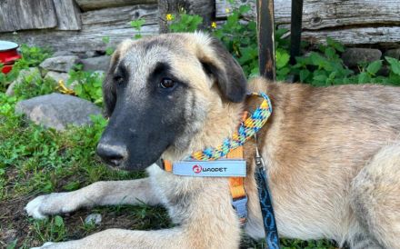 Benji sucht ein ruhiges Zuhause