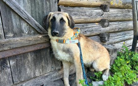 Benji sucht ein ruhiges Zuhause
