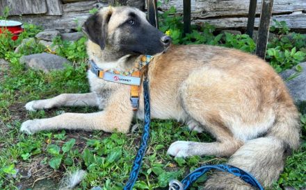 Benji sucht ein ruhiges Zuhause