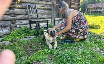 Benji sucht ein ruhiges Zuhause