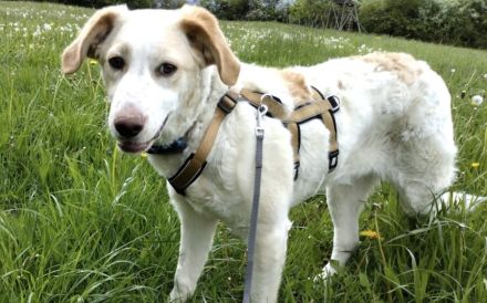 Zuhause gesucht für Soja