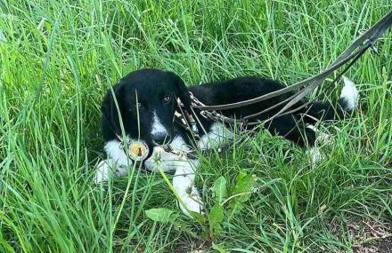 Körbchen gesucht für Kimba