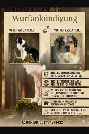 Australian Shepherd