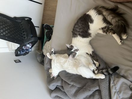 2 Katzen abzugeben. NUR ZUSAMMEN!