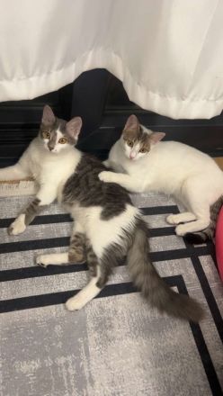 2 Katzen abzugeben. NUR ZUSAMMEN!