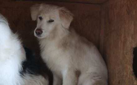 Zuhause gesucht für Sally