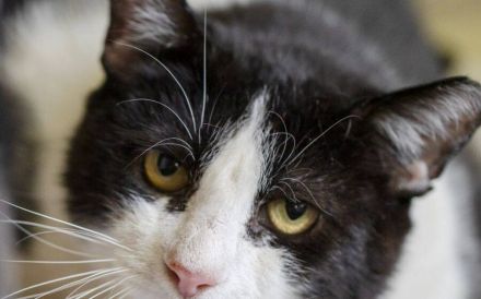 Finley - ruhiger Kater sucht Zuhause