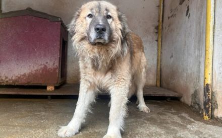 Zuhause gesucht für Troyan