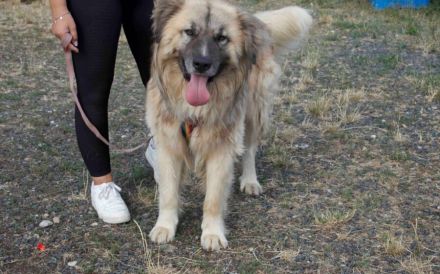 Zuhause gesucht für Troyan