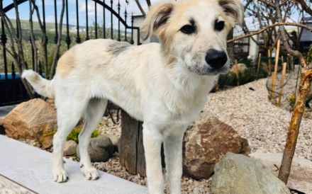 Zuhause gesucht für Martha