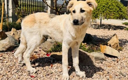 Zuhause gesucht für Martha