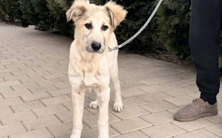 Zuhause gesucht für Martha