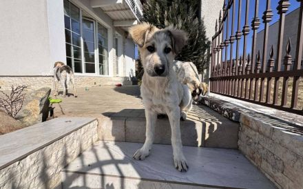 Zuhause gesucht für Martha