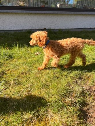 Abgabebereite Toypudel & Zwergpudel Welpen mit Ahnentafel