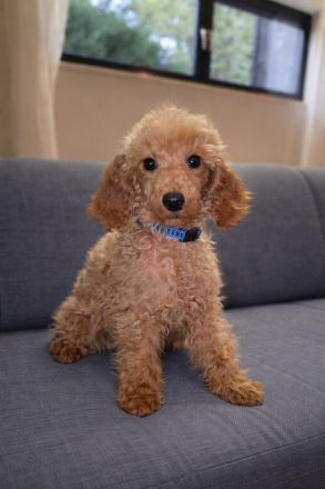 Abgabebereite Toypudel & Zwergpudel Welpen mit Ahnentafel