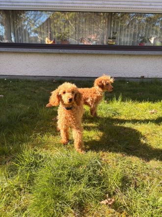 Abgabebereite Toypudel & Zwergpudel Welpen mit Ahnentafel