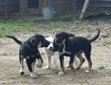 Ronja- Welpenmädchen, Welpe weiblich aus Bosnien braun schwarz