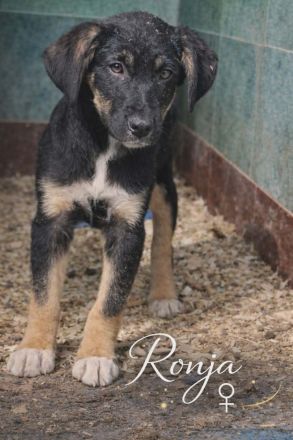 Ronja- Welpenmädchen, Welpe weiblich aus Bosnien braun schwarz