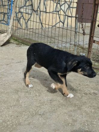 Ronja- Welpenmädchen, Welpe weiblich aus Bosnien braun schwarz
