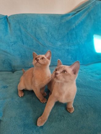 Burma Kitten