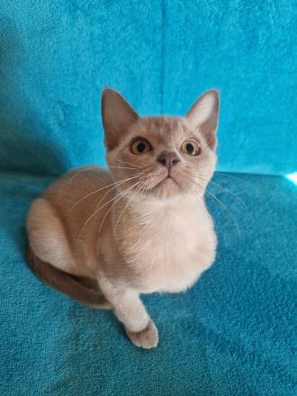Burma Kitten