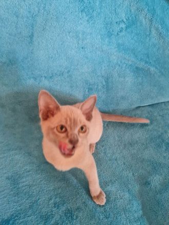 Burma Kitten