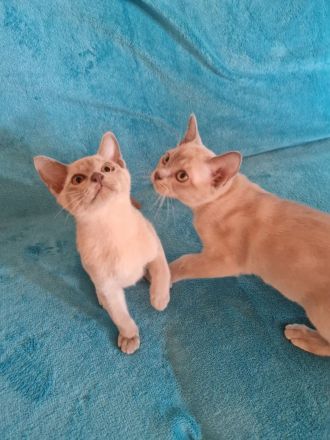 Burma Kitten